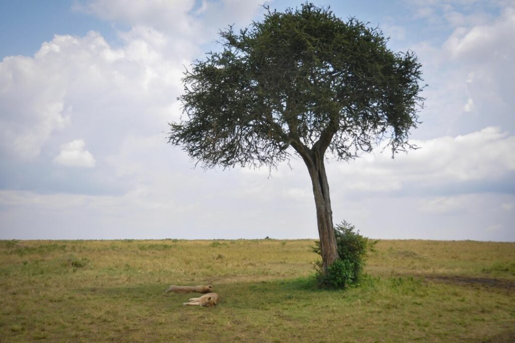 Un arbre isolé en savane, illustration parfaite pour calculer une distance avec le théorème de Pythagore